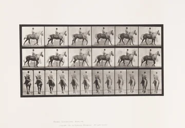 Plate 653. Gående; Sal; Lam, høyre foran fot;Heste-bukkeskinn