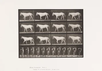 Plate 656. Gående; Gratis; Ossifikasjon av brusk