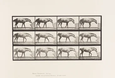 Plate 657. Rolling a Box; Ponni, Lotta
