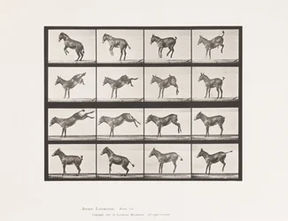 Tallerken 659. Muldyr; A, B, Bucking og Kicking; Ruth