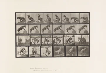 Tallerken 660. Muldyr; Diverse forestillinger Denver