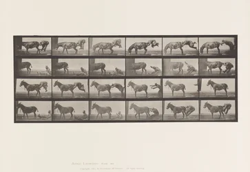 Plate 663. Muldyr; A, B, A Ildfast dyr Denver