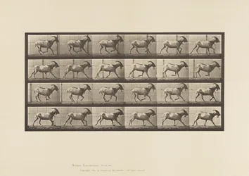 Plate 679. Geit; Galopperende