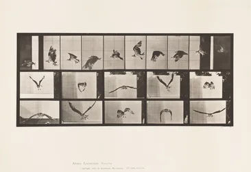 Plate 764. Fiskehauk; Flying