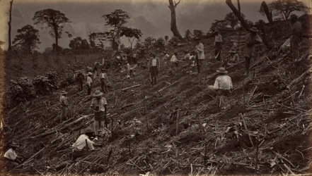 Anleggelse av en kaffeplantasje i Antigua de Guatemala, 1875, publisert 1877 (foto)