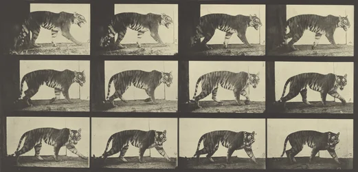 Tiger Walking, plate 729 fra Animal Locomotion, 1887