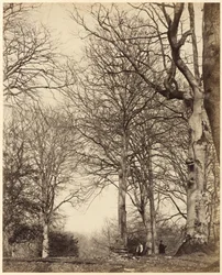 Dronning Adelaides bøk, 1864 (foto)