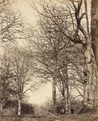 Dronning Adelaides bøk, 1864
