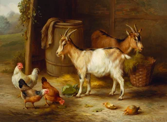 Kyllinger og geiter ved en låvedør