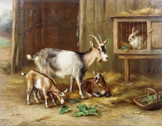 Geiter ved et kaninbur