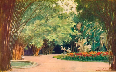 A Bamboo Grove - Botanisk hage, 1914