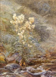 Meadowsweet beside a Burn, Invernesshire, ca. 1883 (akvarell forsterket med hvit)