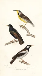 Østre englerke, stær og piedmyna.