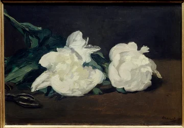 Gren av hvite peoner og sekatør Maleri av Edouard Manet (1832-1883) 1864 Dim. 0,31x0,46 m. Paris. Orsay museum
