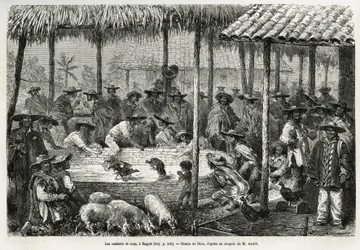 Hanekamp og gateliv i Ibagué (Colombia), tegning av Riou, til illustrasjon av fortellingen om Ekvatorial-Amerika (Colombia, Ecuador, Peru), i 1875-1876, av Ed. André, reisende på oppdrag for den franske regjeringen. Gravering i Le Tour du Monde