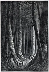 Fransk Guyanaskog, tegning av Riou, "" Le Tour du Monde", 2. sem. 1879.