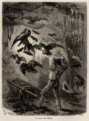 Jakt på ugler flyktet i kirken Sarayacu (Peru), tegning av Riou, for å illustrere Paul Marcoys reise fra Stillehavet til Atlanterhavet fra 1848 til 1860. Gravering i "" Le tour du monde", redigert av Edouard Charton