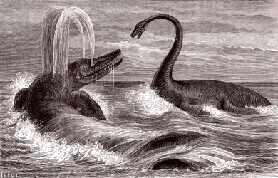 Ichtyosaurus og Plesiosaurus