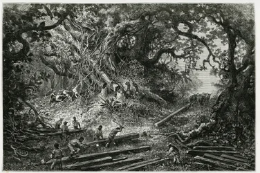 Utnyttelsen av mahogni i skogene i Andesfjellene. Gravering av Riou, for å illustrere historien "" Reisen til Yucatan og Lacandons land", i 1882, av Desire Charnay (1828-1915) arkeolog og fotograf. Publisert i Tour du monde nou