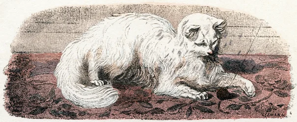 Angorakatt - "Alfabet illustrerer dyr" 1800-tallet (gravering)