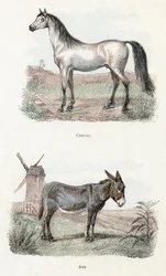 Hest og esel- "Alfabet illustrerer dyr" 1800-tallet (gravering)