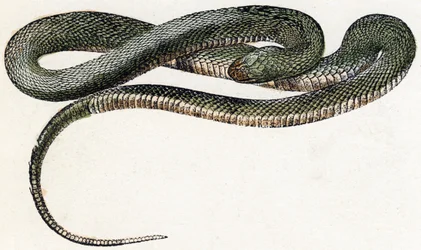 Naja (slange) - "Alfabet illustrerer dyr" 1800-tallet (gravering)