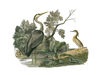 Naturhistorisk styre: Zoologisk tavle som representerer vannfugler og kultrirostrøse vadefugler (med store, lange og sterke nebb): hegre og krabbe. Plate hentet fra de ni bindene om fugler i "" Works complete of Buffon""" skrevet av naturforsker Georges Lo