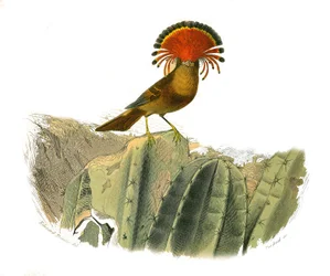 Naturhistorisk plate: Zoologisk tavle som representerer dentirostroous spurvefugler (med ekancre). Kongen av fluer. Plate hentet fra de ni bindene om fugler i "" Works complete of Buffon""" skrevet av naturforsker Georges Louis Leclerc, greve av Buffon (17