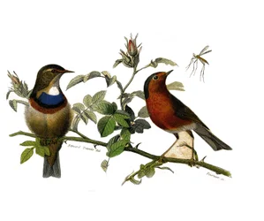 Naturhistorisk plate: Zoologisk tavle som representerer dentirostroous spurvefugler