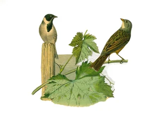 Naturhistorisk tavle: Zoologisk tavle som representerer konirostrus spurvefugl (konisk nebb). Reed ortolan og ortolan. Plate hentet fra de ni bindene om fugler i "" Works complete of Buffon""" skrevet av naturforsker Georges Louis Leclerc, greve av Buffon