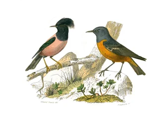 Naturhistorisk styre: Zoologisk tavle som representerer konirostro spurvefugler