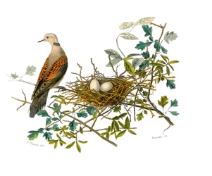 Naturhistorisk styre: Zoologisk bord som representerer gallinaser: duen nær reiret. Plate hentet fra de ni bindene om fugler i "" Works complete of Buffon""" skrevet av naturforsker Georges Louis Leclerc, greve av Buffon (1707-1788) mellom 1749 og
