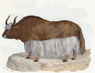 Yak - «Alfabetet illustrerer dyr», 19. århundre