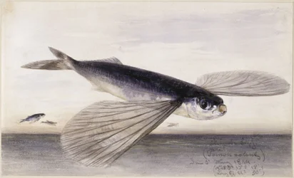 Fiskestudier (flygefisk)