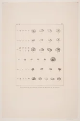 Christian VIIIs skjellsamling, plate I