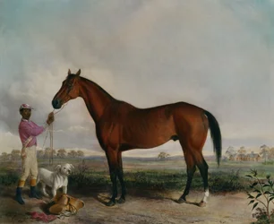 Spørrer, Bay Horse