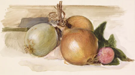 Stilleben - Studie av løk, 1871-75