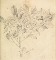 Studie for eplehage