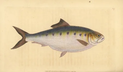 Allis shad, Alosa alosa (Shad, Clupea alosa). Håndfarget kobberplate tegnet og gravert av Edward Donovan fra hans Natural History of British Fishes, Donovan og F.C. og J. Rivington, London