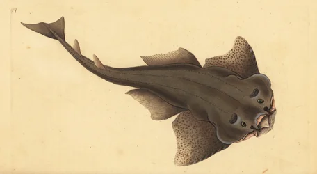 Angelshark, Squatina squatina. Kritisk truet. (Englehai, Squallus squatinus). Håndfarget kobberplate tegnet og gravert av Edward Donovan fra hans Natural History of British Fishes, Donovan og FC og J. Rivington, London