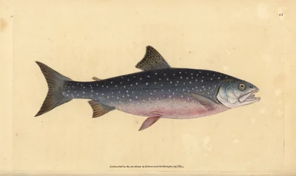 Røye, Salvelinus alpinus alpinus (Alpelaks, Salmo alpinus). Håndfarget kobberplate tegnet og gravert av Edward Donovan fra hans Natural History of British Fishes, Donovan og F.C. og J. Rivington, London