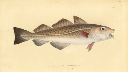 Atlantisk torsk eller torskefisk. Gadus morhua. Sårbar. Håndfarget kobberplate tegnet og gravert av Edward Donovan fra hans Natural History of British Fishes, Donovan og FC og J. Rivington, London