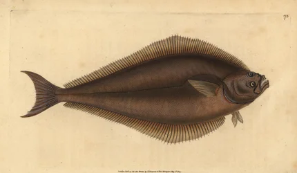Atlantisk kveite, Hippoglossus hippoglossus. Truet. (Holibut, Pleuronectes hippoglossus). Håndfarget kobberplate tegnet og gravert av Edward Donovan fra hans Natural History of British Fishes, Donovan og F.C. og J. Rivington, London