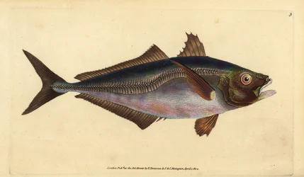 Atlantisk hestmakrell, Trachurus trachurus (Scad, Scomber trachurus). Håndfarget kobberplate tegnet og gravert av Edward Donovan fra hans Natural History of British Fishes, Donovan og F.C. og J. Rivington, London
