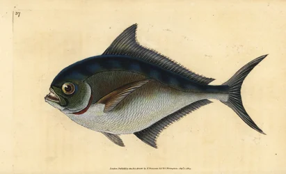Atlanterhavspomfret, Brama brama (Rays tannet forgylt hode, Sparus raii). Håndfarget kobberplate tegnet og gravert av Edward Donovan fra hans Natural History of British Fishes, Donovan og F.C. og J. Rivington, London