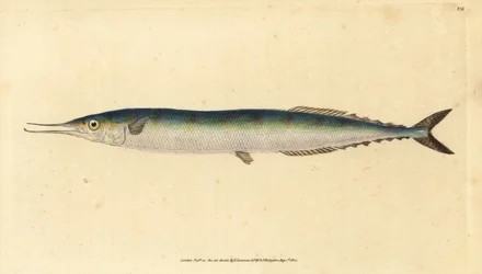 Atlantisk saury, Scomberesox saurus saurus (Skippergjedde, Esox saurus). Håndfarget kobberplate tegnet og gravert av Edward Donovan fra hans Natural History of British Fishes, Donovan og F.C. og J. Rivington, London