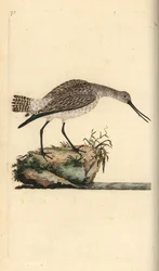 Stanghalespove, Limosa lapponica. Håndfarget kobberplate tegnet og gravert av Edward Donovan fra hans egen "Natural History of British Birds," London