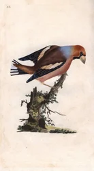 Stort nebb bryter kjernen. Coccothrausts (Loxia coccothrausts). Kobberstikk av Edward Donovan (1768-1837), publisert i Natural History of British Birds, London