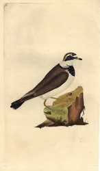 Stor grus. Charadrius hiaticula. Kobberstikk av Edward Donovan (1768-1837), publisert i Natural History of British Birds, London