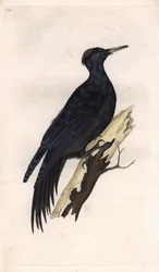 Svartspett. Dryocopus martius (Picus martius). Kobberstikk av Edward Donovan (1768-1837), utgitt i Histoire naturelle des oiseaux britanniques, London
